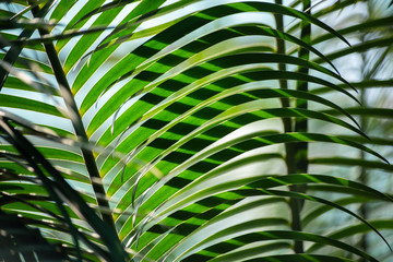 Obraz na płótnie Canvas Several green palm leaves lighten with the sun, one behind another, form a striped pattern, or ornamental background. A conservatory of the botanical garden in St Petersburg, Russia