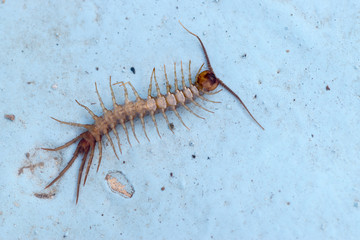 Lithobius forficatus, brown centipede or stone centipede, is a common European centipede of the...
