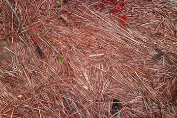 Background texture of red the dry reeds on the shore of the lake in the summer.