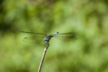 Blue dasher on stick