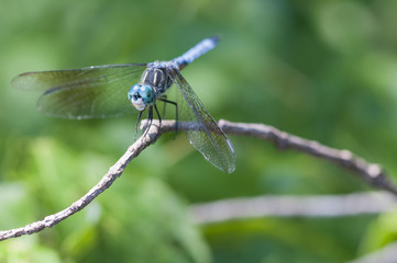 Blue Dasher on twig