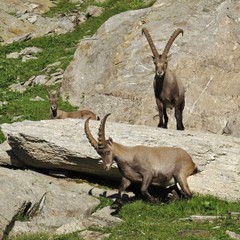Alpine ibex family. Wild goat living in the Alps. 