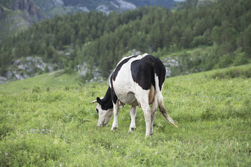 cow