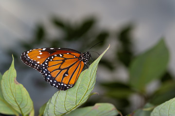 isolated macro image of fancy butterfly, Queen butterfly (Danaus gilippus) 
