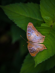 white peacock butterfly
