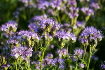 Phacelia tanacetifolia, violet flower in blossom, originally from northern America, growing in a field in Europe, summer sunny day