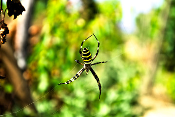 Yellow-Black striped spider on web