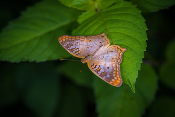 white peacock butterfly