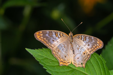 white peacock butterfly