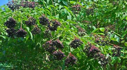 Elderberry tree full of dark purple berries