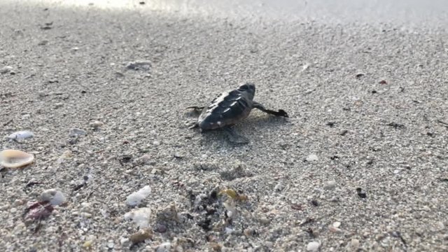 Suspenseful view of a tired baby hatchling sea turtle struggling on the beach to make its way into the waves