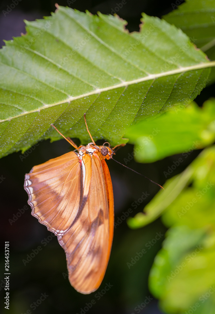 Wall mural isolated macro image of fancy butterfly