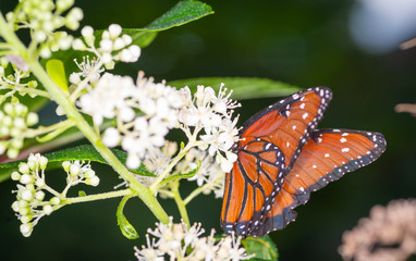 isolated macro image of fancy butterfly, Queen butterfly (Danaus gilippus) 