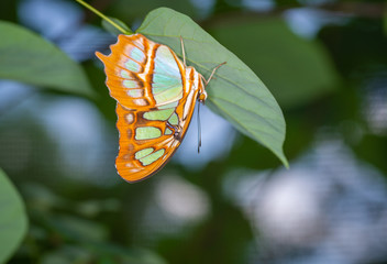 Fototapeta na wymiar isolated macro image of fancy butterfly