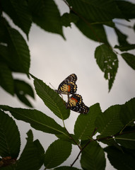 isolated macro image of fancy butterfly