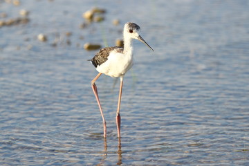 Black-winged stilt on the coast of Vransko lake, Croatia