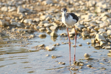 Black-winged stilt on the coast of Vransko lake, Croatia
