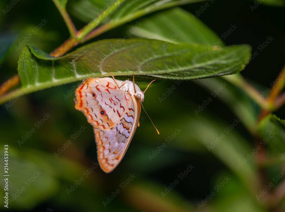 Wall mural isolated macro image of fancy butterfly, shallow depth of field