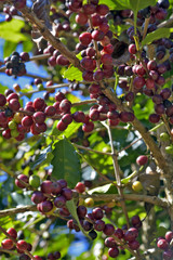 Closeup of ripe coffee beans on the tree