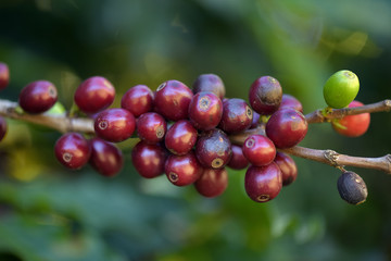 Closeup of ripe coffee beans on the tree