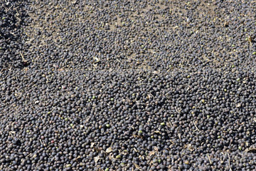 Closeup of outdoor coffee drying patio