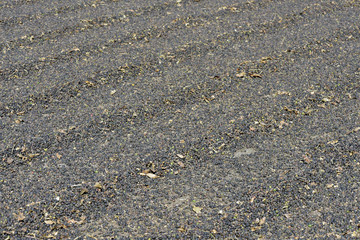 Closeup of outdoor coffee drying patio
