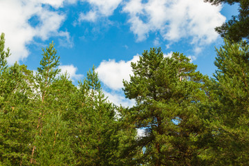 Pine forest, lush green trees and blue sky with clouds. Russian nature. Kostroma region.