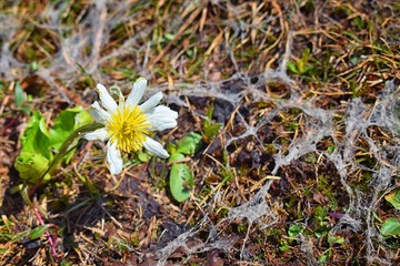 Tiny wildflowers, surrounded by green leaves, bloom after snow melt in the Wind Rivers Range of the Rocky Mountains in the Titcomb Basin, Wyoming, United States.