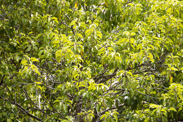 green leaf and branch of tree