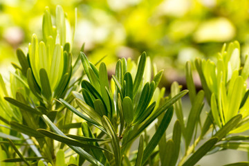 Obraz premium green leaf and cloud