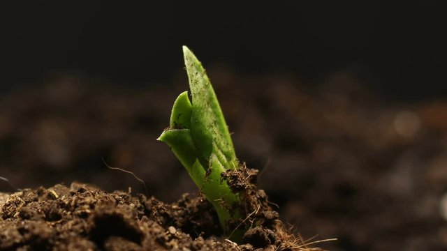 Growing Pea Bean at Farm Seeds Agriculture Timelapse