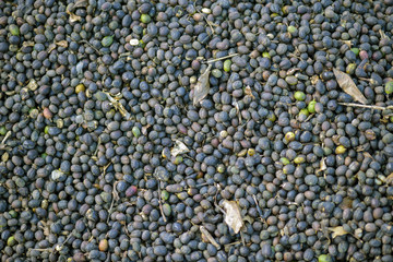 Closeup of coffee beans in drying process