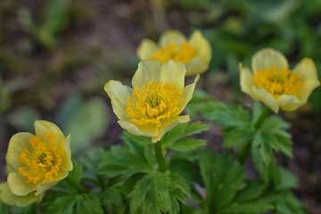 Tiny wildflowers, surrounded by green leaves, bloom after snow melt in the Wind Rivers Range of the Rocky Mountains in the Titcomb Basin, Wyoming, United States.