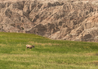 Bighorn Sheep Grazes in Field Below Badlands