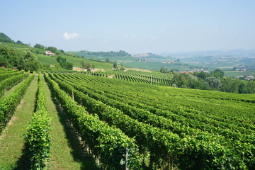 Fototapeta na wymiar View of the vineyards near La Morra, Piedmont