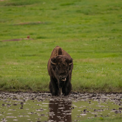 Bison Licks Lips Near Pond Shore