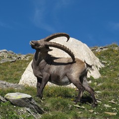 is sometimes very useful to have such big horns... Alpine ibex scratching his back.