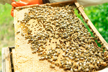 A beekeeper in gloves takes out the frames of the hive for verification.