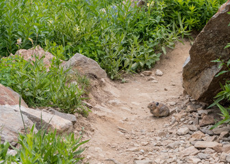 Pika Sits in the MIddle of Hiking Trail