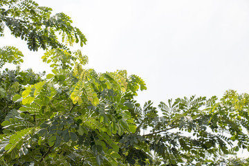 green leaf and blue sky