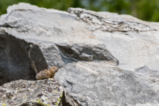 Pika Perches on Rock in Boulder Field