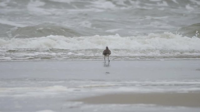 Bar-tailed Godwit or Limosa lapponica