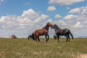 Fototapeta na wymiar Wild Horse Stallions Fighting