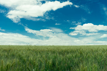 Field of green wheat against the blue sky with white clouds. Agriculture scene