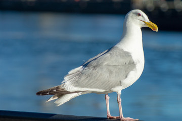 Seagull 
