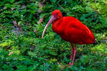 The scarlet ibis (Eudocimus ruber) is a species of ibis in the bird family Threskiornithidae. It inhabits tropical South America and islands of the Caribbean.