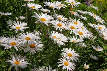 Fototapeta premium Daisies