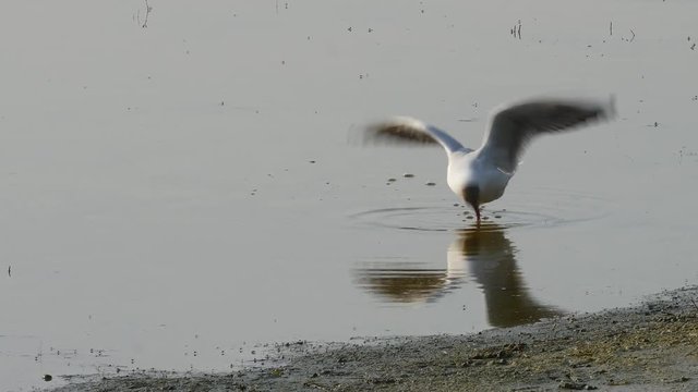 Seagull or Larus ridibundus