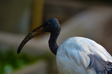 The African sacred ibis (Threskiornis aethiopicus) is a species of ibis, a wading bird of the Threskiornithidae family. It is native to Africa and the Middle East.