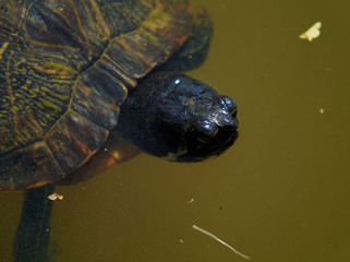 Close up of the front half of a Yellow-bellied slider turtle in a pond in Arapahoe North Carolina